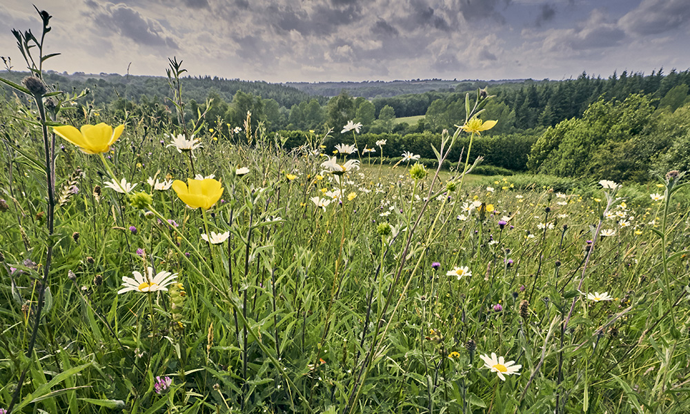 The High Weald AONB is an outstanding example of Sussex countryside