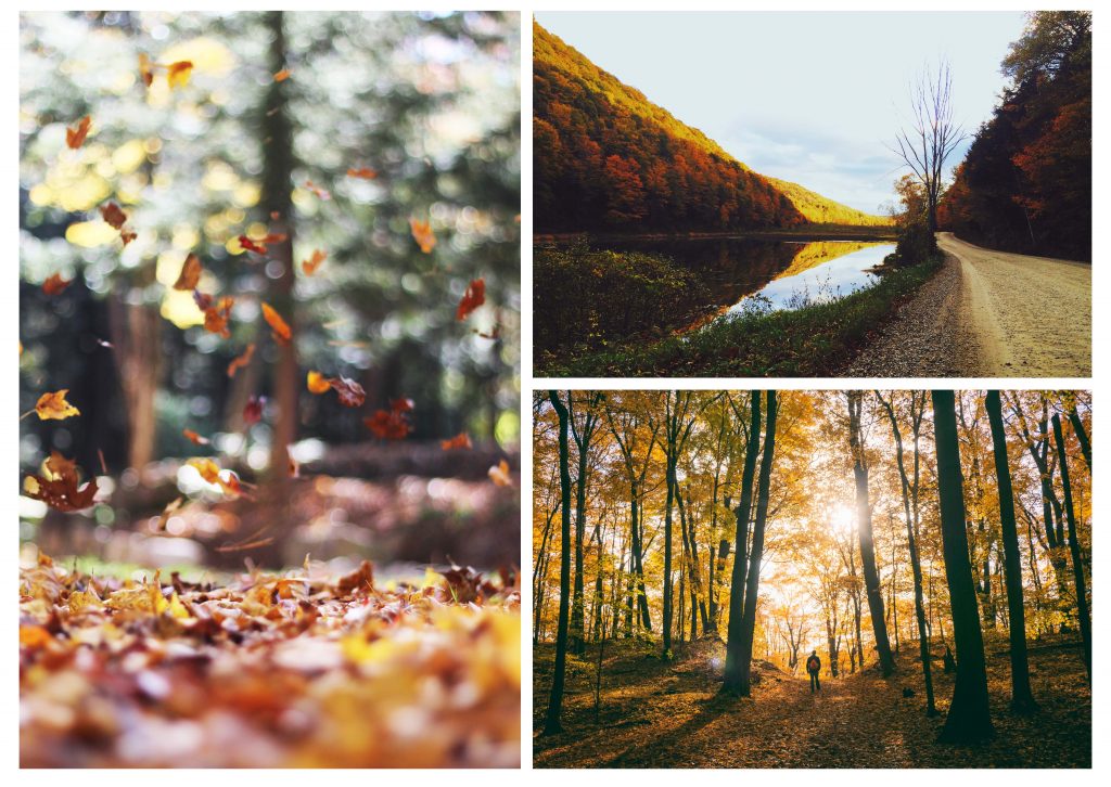 A selection of images of Autumnal landscapes that could be found on an Autumn walk. 